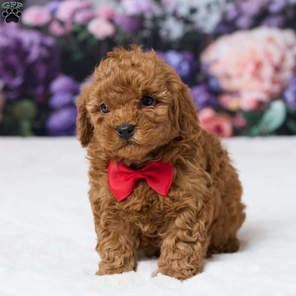 Tony, Miniature Poodle Puppy